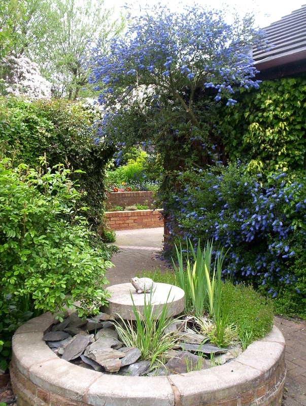 The ceonothus framing the archway....