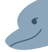 Close up of face of dolphin
