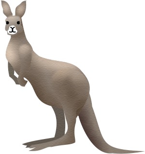The coloured kangaroo